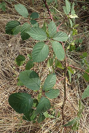Rubus elegantispinosus \ Schlankstachelige Brombeere / Elegant-Spine Bramble, D Herne 27.7.2019