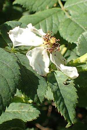 Rosa subcollina \ Falsche Hecken-Rose, Falsche H�gel-Rose / False Corymb Rose, D Lonetal bei/near Bissingen 28.6.2016