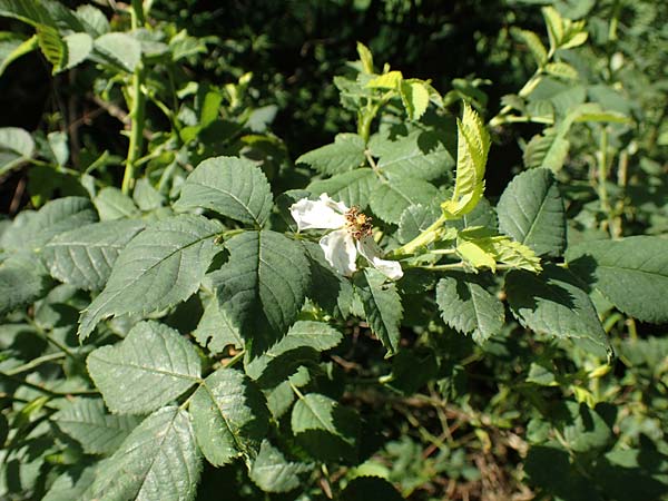 Rosa subcollina \ Falsche Hecken-Rose, Falsche H�gel-Rose / False Corymb Rose, D Lonetal bei/near Bissingen 28.6.2016