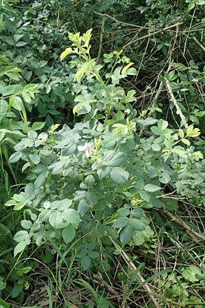 Rosa subcollina \ Falsche Hecken-Rose, Falsche H�gel-Rose / False Corymb Rose, D Lonetal bei/near Bissingen 28.6.2016