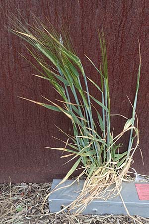 Hordeum vulgare, Six-Rowed Barley