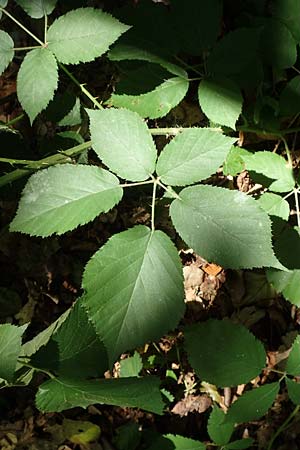 Rubus umbrosus \ Pyramiden-Brombeere / Pyramidal Bramble, D Frankfurt-Lerchesberg 4.8.2019