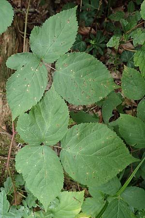 Rubus fabrimontanus \ Schmiedeberger Haselblatt-Brombeere / Schmiedeberg Bramble, D Bretten-G&ouml;lshausen 20.8.2019