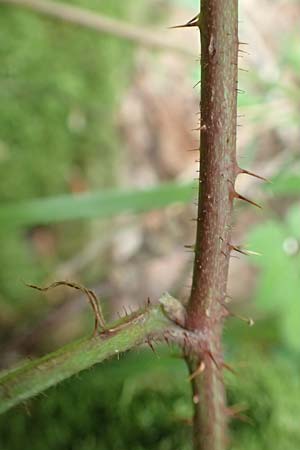 Rubus fabrimontanus \ Schmiedeberger Haselblatt-Brombeere / Schmiedeberg Bramble, D Bretten-G&ouml;lshausen 20.8.2019