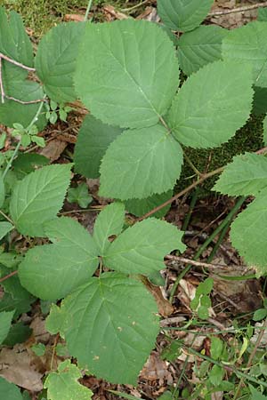 Rubus fabrimontanus \ Schmiedeberger Haselblatt-Brombeere / Schmiedeberg Bramble, D Bretten-G&ouml;lshausen 20.8.2019