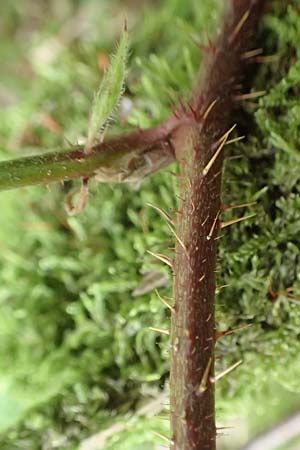 Rubus fabrimontanus \ Schmiedeberger Haselblatt-Brombeere / Schmiedeberg Bramble, D Bretten-G&ouml;lshausen 20.8.2019