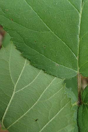 Rubus fabrimontanus \ Schmiedeberger Haselblatt-Brombeere / Schmiedeberg Bramble, D Bretten-G&ouml;lshausen 20.8.2019