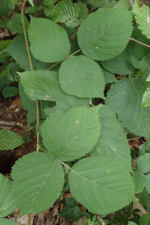 Rubus fabrimontanus \ Schmiedeberger Haselblatt-Brombeere / Schmiedeberg Bramble, D Bretten-G&ouml;lshausen 20.8.2019