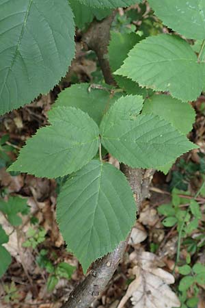 Rubus fabrimontanus \ Schmiedeberger Haselblatt-Brombeere / Schmiedeberg Bramble, D Bretten-G&ouml;lshausen 20.8.2019