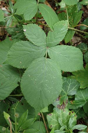 Rubus fabrimontanus \ Schmiedeberger Haselblatt-Brombeere / Schmiedeberg Bramble, D Bretten-G&ouml;lshausen 20.8.2019