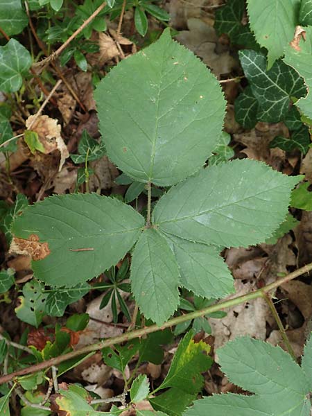 Rubus fabrimontanus \ Schmiedeberger Haselblatt-Brombeere / Schmiedeberg Bramble, D Bretten-G&ouml;lshausen 20.8.2019