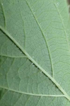 Rubus fabrimontanus \ Schmiedeberger Haselblatt-Brombeere / Schmiedeberg Bramble, D Bretten-G&ouml;lshausen 20.8.2019