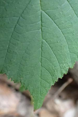 Rubus fabrimontanus \ Schmiedeberger Haselblatt-Brombeere / Schmiedeberg Bramble, D Bretten-G&ouml;lshausen 20.8.2019