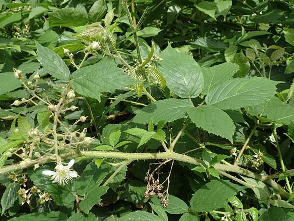 Rubus pallidus \ Bleiche Brombeere / Pale Bramble, D Steinau an der Stra&szlig;e-Seidenroth 20.6.2020