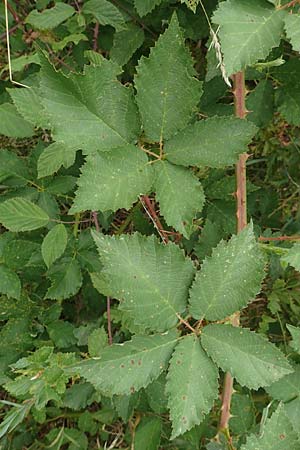 Rubus pericrispatus \ Wellige Brombeere / Undulate Bramble, D Odenwald, Rimbach 27.8.2020