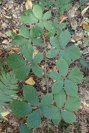 Rubus umbrosus \ Pyramiden-Brombeere / Pyramidal Bramble, D Krickenbecker Seen 10.9.2020