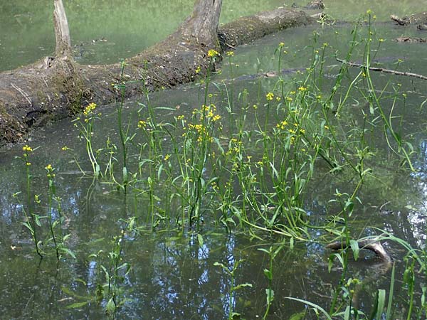 Rorippa amphibia \ Wasser-Kresse, D Gro&szlig;-Gerau 29.5.2021