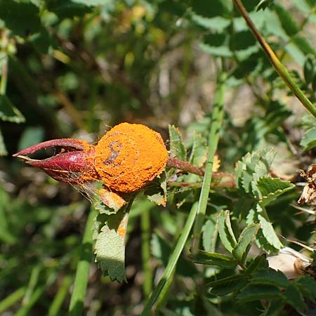 Rosa spinosissima \ Bibernellbl�ttrige Rose / Burnet Rose, D Gr&uuml;nstadt-Asselheim 16.6.2021