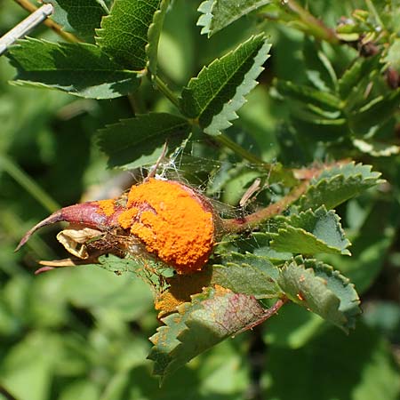 Rosa spinosissima \ Bibernellbl�ttrige Rose / Burnet Rose, D Gr&uuml;nstadt-Asselheim 16.6.2021