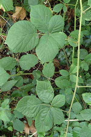 Rubus rotundifoliatus \ Rundbl�ttrige Haselblatt-Brombeere / Round-Leaved Bramble, D Karlsruhe 18.8.2019
