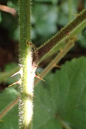 Rubus rotundifoliatus \ Rundbl�ttrige Haselblatt-Brombeere / Round-Leaved Bramble, D Karlsruhe 18.8.2019