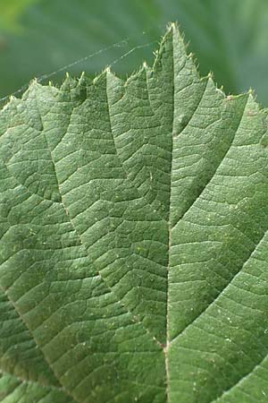 Rubus rotundifoliatus \ Rundbl�ttrige Haselblatt-Brombeere / Round-Leaved Bramble, D Karlsruhe 18.8.2019