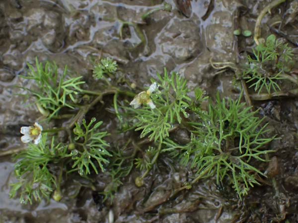 Ranunculus rionii \ Rions Wasser-Hahnenfu� / Rion's Water Crowfoot, D Landkreis Karlsruhe, Oberhausen-Rheinhausen 25.7.2025