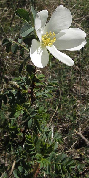 Rosa spinosissima \ Bibernellbl�ttrige Rose / Burnet Rose, D Karlstadt 30.4.2007