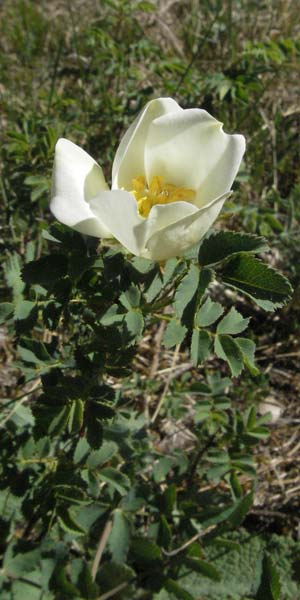 Rosa spinosissima \ Bibernellbl�ttrige Rose / Burnet Rose, D Karlstadt 30.4.2007