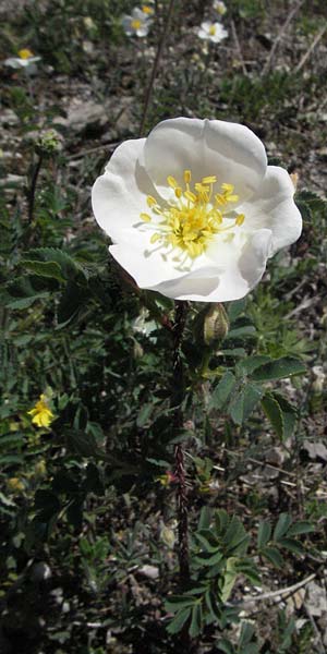Rosa spinosissima \ Bibernellbl�ttrige Rose / Burnet Rose, D Karlstadt 30.4.2007