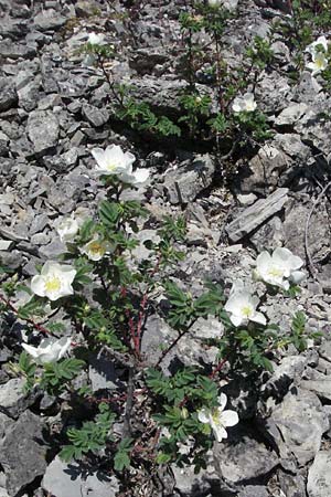 Rosa spinosissima \ Bibernellbl�ttrige Rose / Burnet Rose, D Karlstadt 30.4.2007