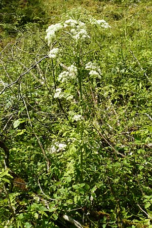 Pleurospermum austriacum \ �sterreichischer Rippensame / Austrian Pleurospermum, D Beuron 11.7.2015