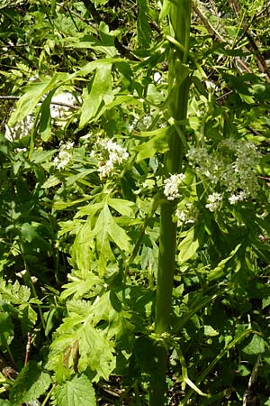 Pleurospermum austriacum \ �sterreichischer Rippensame / Austrian Pleurospermum, D Beuron 11.7.2015