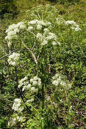Pleurospermum austriacum \ �sterreichischer Rippensame / Austrian Pleurospermum, D Beuron 11.7.2015