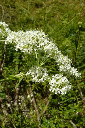 Pleurospermum austriacum \ �sterreichischer Rippensame / Austrian Pleurospermum, D Beuron 11.7.2015