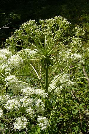 Pleurospermum austriacum \ �sterreichischer Rippensame / Austrian Pleurospermum, D Beuron 11.7.2015