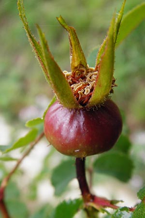 Rosa spinosissima \ Bibernellbl�ttrige Rose / Burnet Rose, D Wurmlingen 20.6.2015