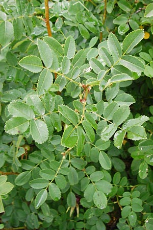Rosa spinosissima \ Bibernellbl�ttrige Rose / Burnet Rose, D Wurmlingen 20.6.2015
