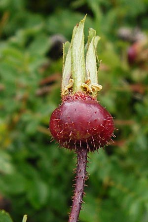 Rosa spinosissima \ Bibernellbl�ttrige Rose / Burnet Rose, D Wurmlingen 20.6.2015