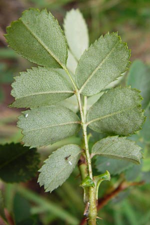 Rosa spinosissima \ Bibernellbl�ttrige Rose / Burnet Rose, D Wurmlingen 20.6.2015