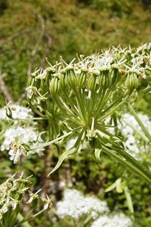 Pleurospermum austriacum \ �sterreichischer Rippensame / Austrian Pleurospermum, D Beuron 11.7.2015
