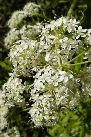 Pleurospermum austriacum \ �sterreichischer Rippensame / Austrian Pleurospermum, D Beuron 11.7.2015