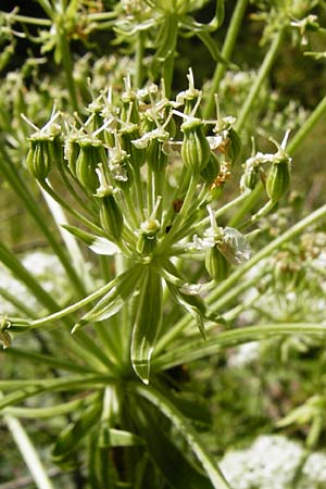 Pleurospermum austriacum \ �sterreichischer Rippensame / Austrian Pleurospermum, D Beuron 11.7.2015