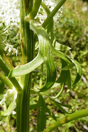 Pleurospermum austriacum \ �sterreichischer Rippensame / Austrian Pleurospermum, D Beuron 11.7.2015