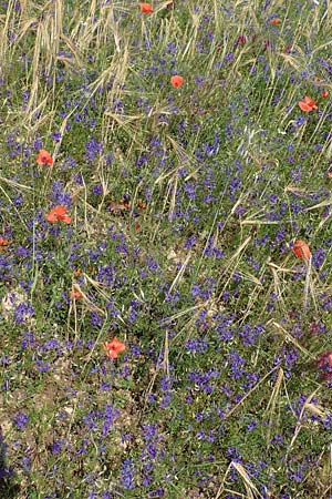 Delphinium consolida subsp. consolida \ Feld-Rittersporn / Forking Larkspur, D Gr&uuml;nstadt-Asselheim 16.6.2018