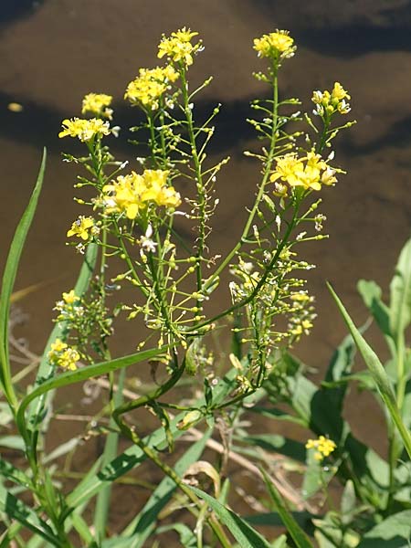 Rorippa pyrenaica \ Wilde Sumpfkresse, D Schwarzwald, Gengenbach 18.6.2019