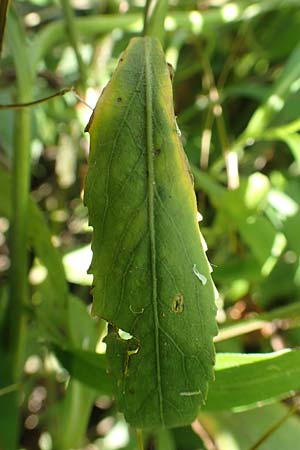 Rorippa pyrenaica \ Wilde Sumpfkresse, D Schwarzwald, Gengenbach 18.6.2019