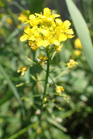 Rorippa pyrenaica, Wilde Sumpfkresse