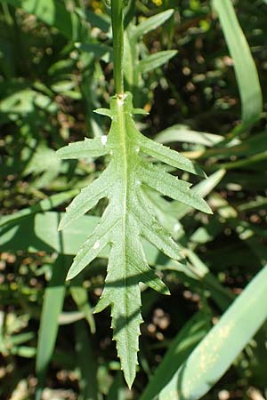 Rorippa pyrenaica \ Wilde Sumpfkresse, D Schwarzwald, Gengenbach 18.6.2019