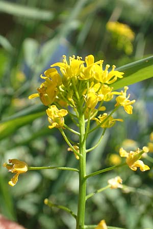 Rorippa pyrenaica \ Wilde Sumpfkresse, D Schwarzwald, Gengenbach 18.6.2019